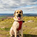 Homestay Close To The Hospital And Alton Towers With Resident Dog And Cat
