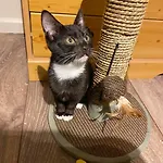 Homestay Close To The Hospital And Alton Towers With Resident Dog And Cat